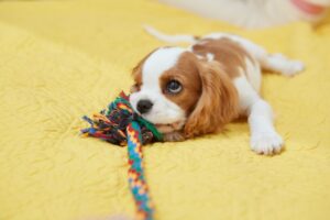 ロープで遊ぶ犬の画像