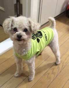 愛犬に洋服を着せた画像