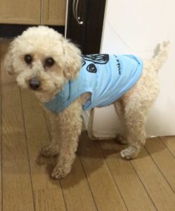 愛犬に洋服を着せた画像（ぽてち）