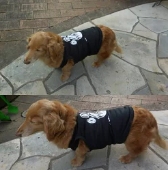 ダックスが洋服を着ている様子