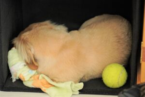 毛布と犬の画像