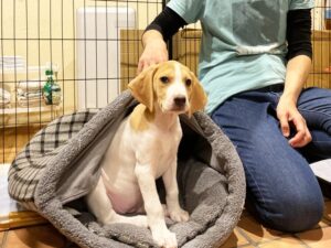 ペットホテルで過ごす犬