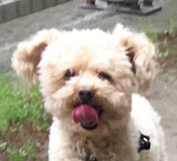 とちぎ