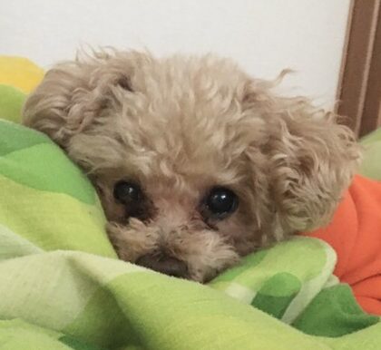 とちぎ