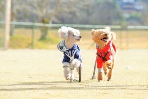 元気に走る犬の画像
