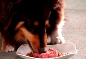 犬用ラム肉ミンチの参考画像