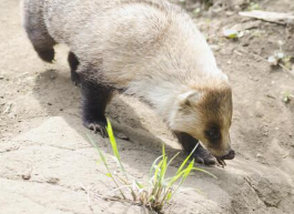 アナグマの画像