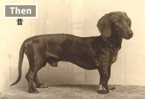 改良前のダック種の姿の画像