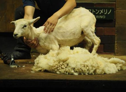 羊の毛刈りの参考画像