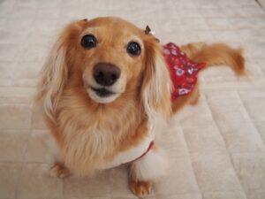 ダックスフンドの可愛い写真