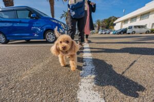 お散歩代行の様子