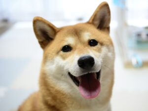 笑顔の柴犬の顔