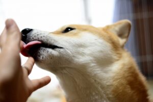 おやつを食べる柴犬の画像
