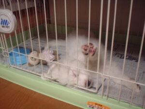 ゲージで眠るグレートピレニーズの仔犬の画像