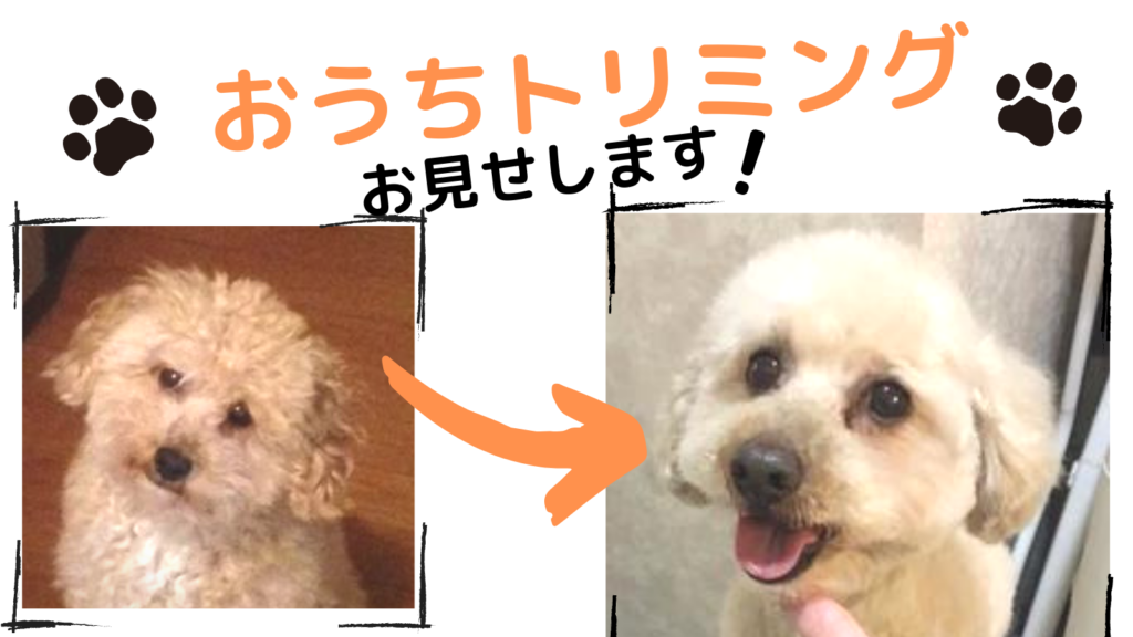 トリマーによる愛犬 トイプードル のさっぱり短めセルフカットの手順をご紹介 まいにちしあわせ