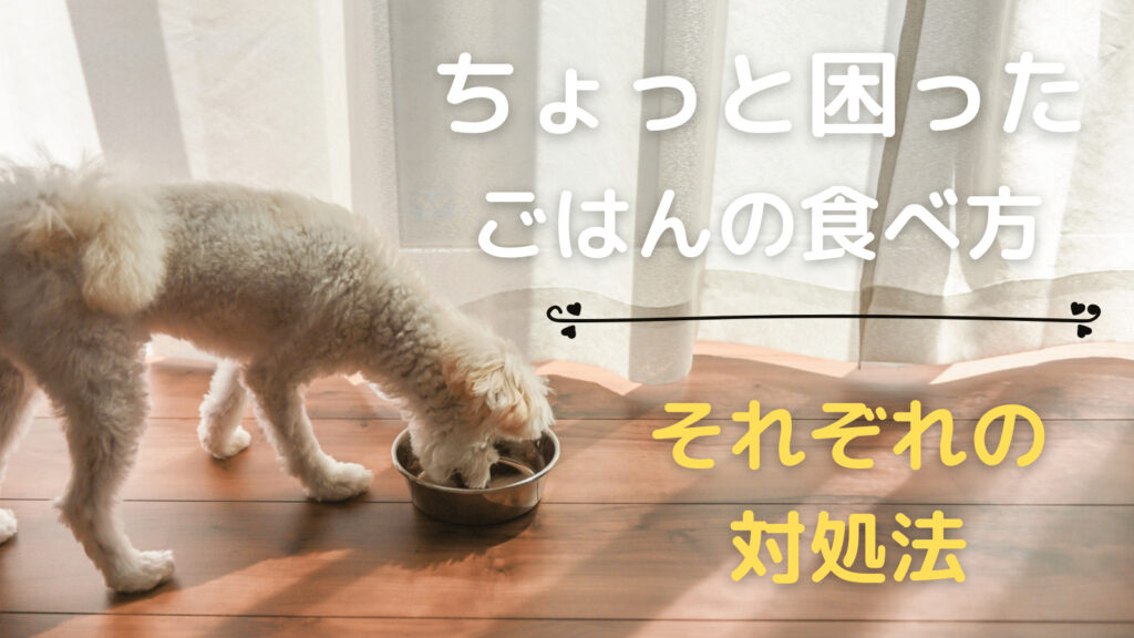 食べるのが早い 遅い 散らかす 犬のごはんの食べ方と対処法 みんなの犬の情報館