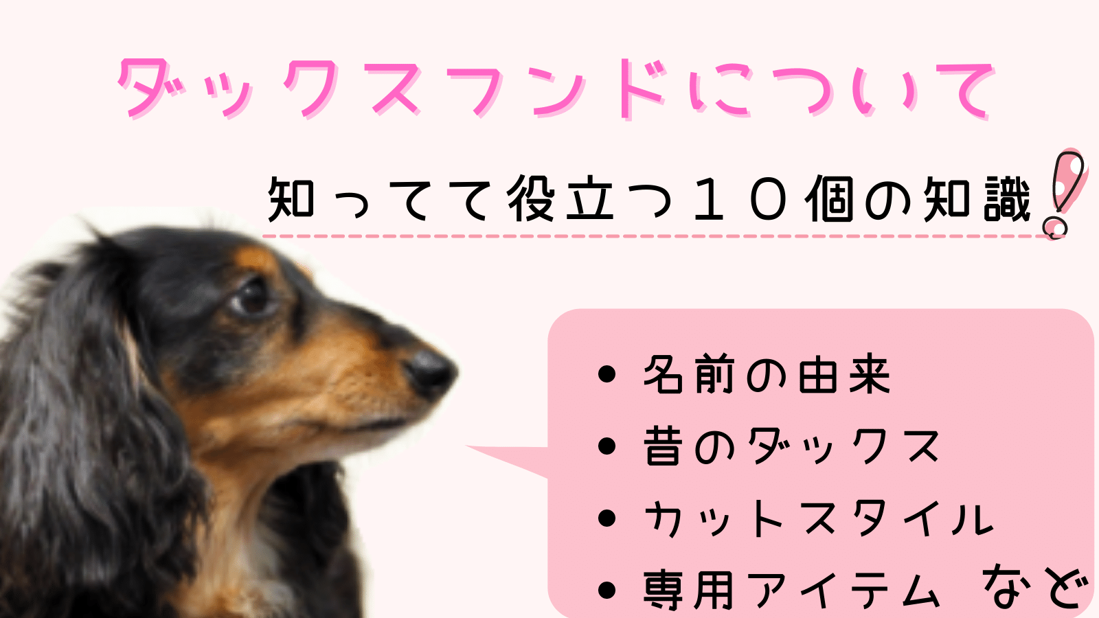 犬図鑑 ダックスフンド １０個の知っておきたいことと豆知識 まいにちしあわせ