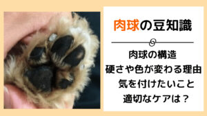 犬の肉球の柔らかさや色が変わるのはなぜ 気を付けたいトラブルと基本知識 みんなの犬の情報館 犬の肉球の柔らかさや色が変わるのはなぜ 気を付けたいトラブルと基本知識 みんなの犬の情報館