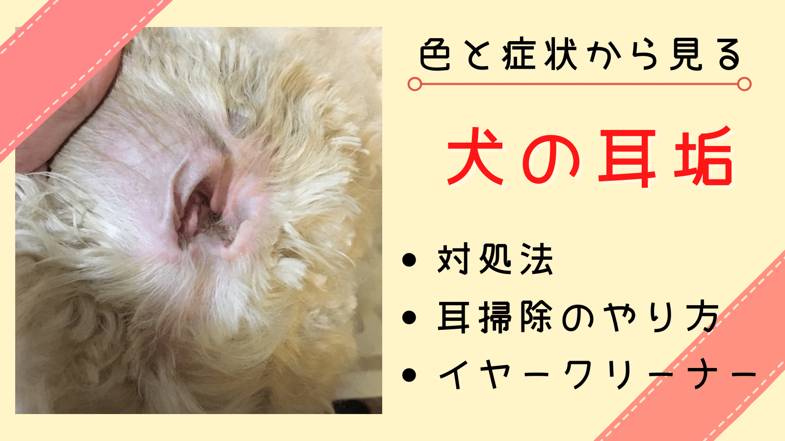 犬の耳垢の色とその症状や原因を詳しく解説 色と種類 症状別の解説と対処法 まいにちしあわせ