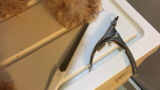 トリマーが教える 初心者向け 犬の爪切りと爪やすりのやり方とは 写真と動画で詳しく解説します まいにちしあわせ