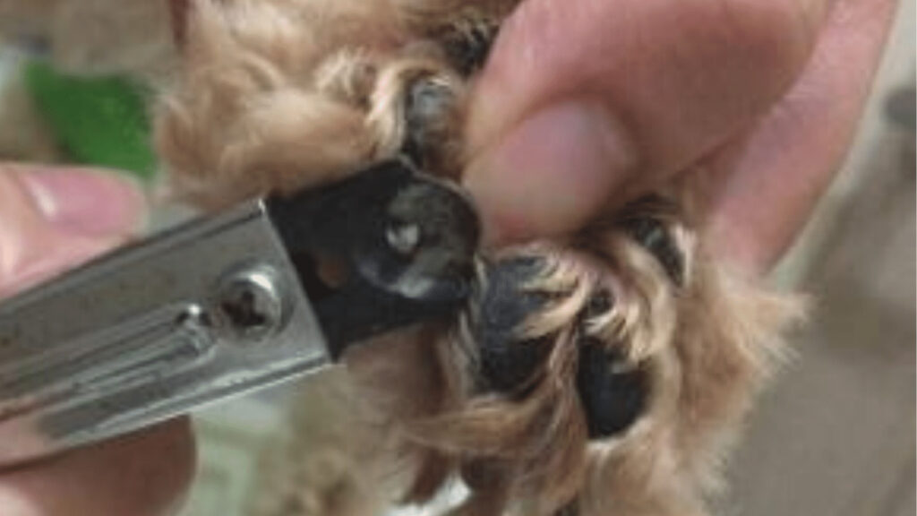 【初心者向け】犬の爪切りの安全なやり方