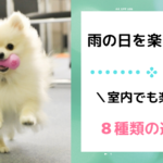 愛犬と室内で遊ぶ8つの方法!雨の日や猛暑の日に家でおすすめの遊び方