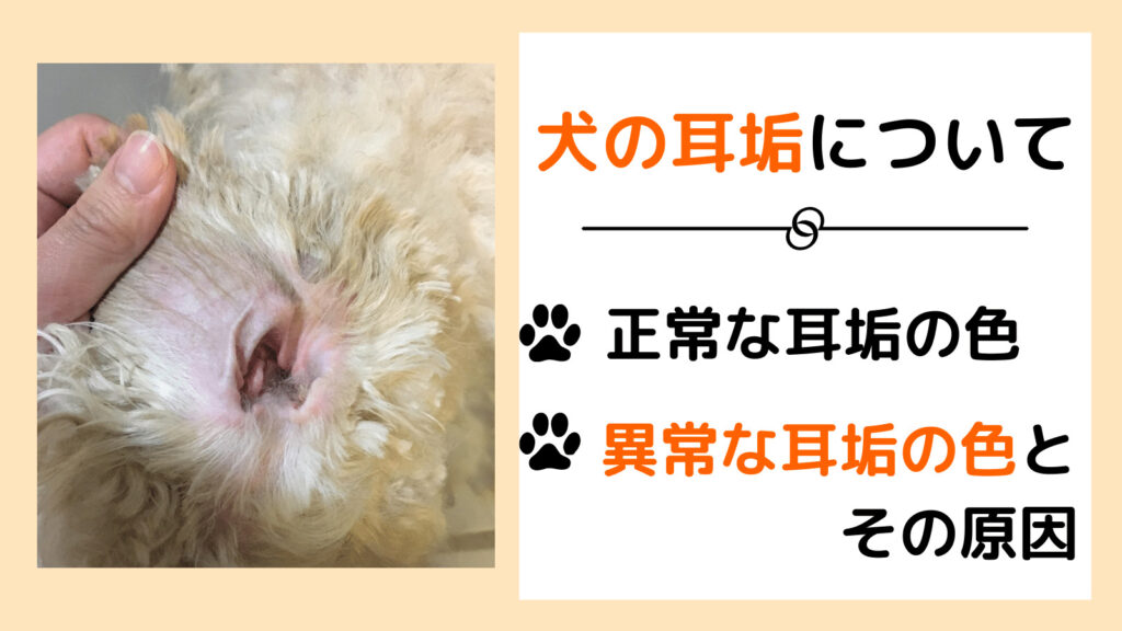 犬の耳垢の正常な色と異常な色|主な症状とその原因について