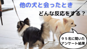 犬が吠える理由は ９つの鳴き声を解説 みんなの犬の情報館