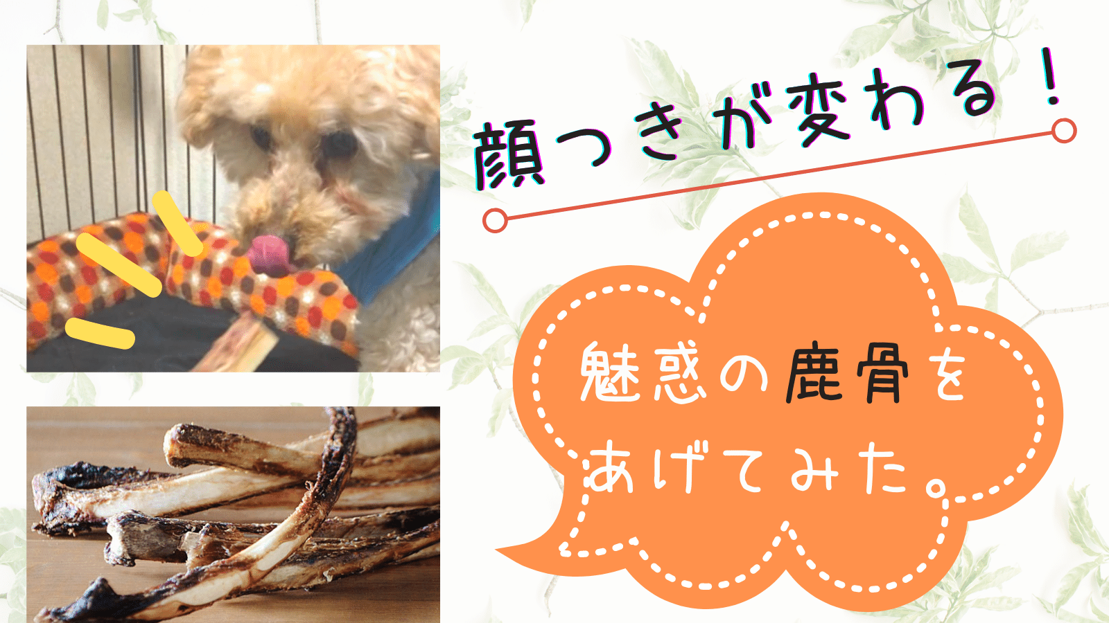 食いつきが凄い！エゾ鹿リブボーンジャーキーを愛犬にあげてみた | みんなの犬の情報館