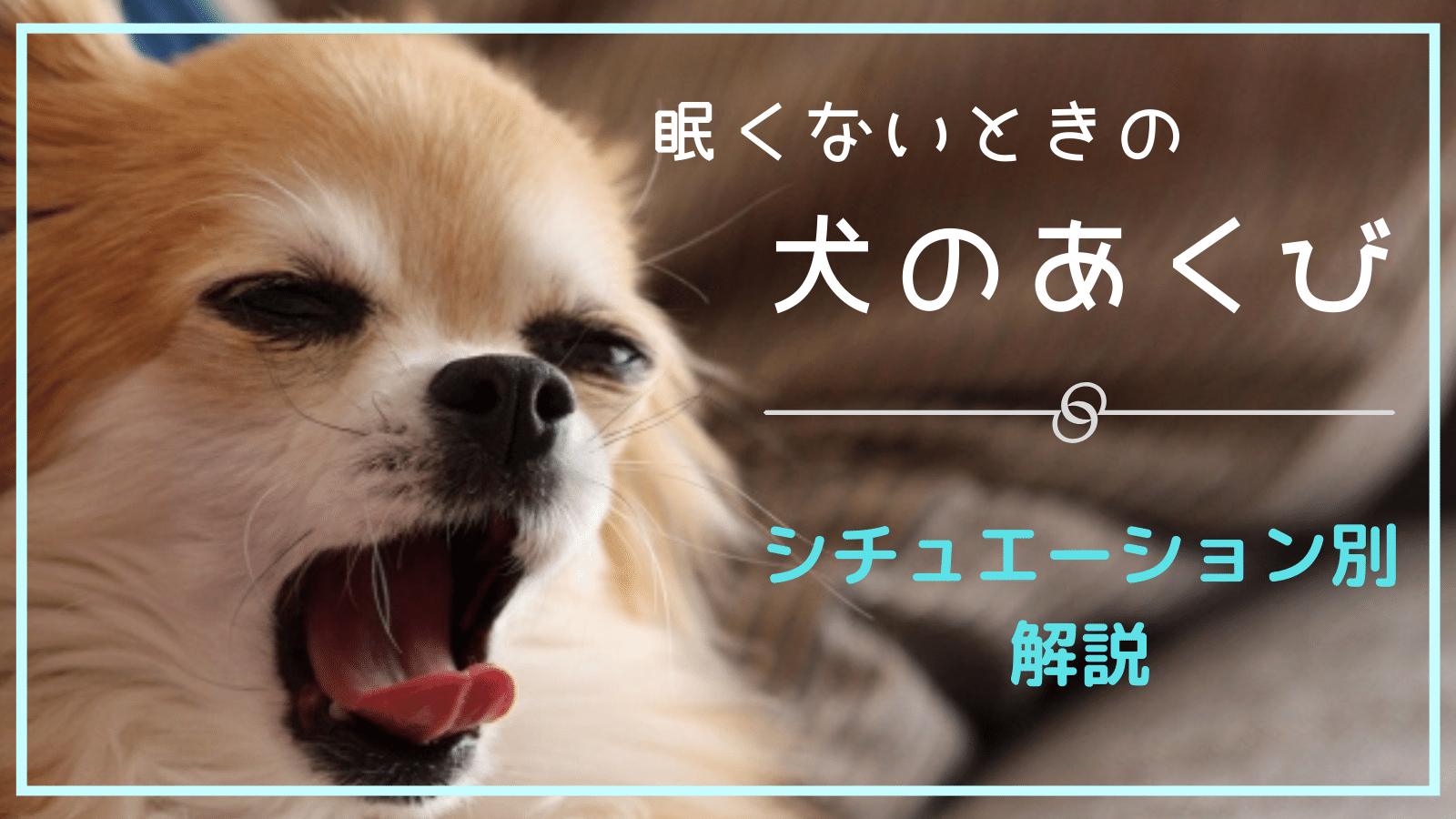 犬のあくびには意味がある！7つの理由を解説