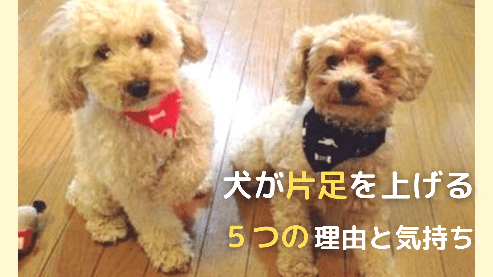 犬が片足 前足を上げるのはなぜ ５つの理由と気持ちについてを解説 まいにちしあわせ