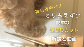犬の肉球の役割りと豆知識 構造 気を付ける事 ケア方法とは まいにちしあわせ