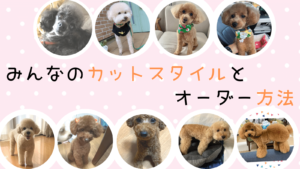 トイプードルの色々なカットスタイルとオーダーの仕方 みんなの犬の情報館