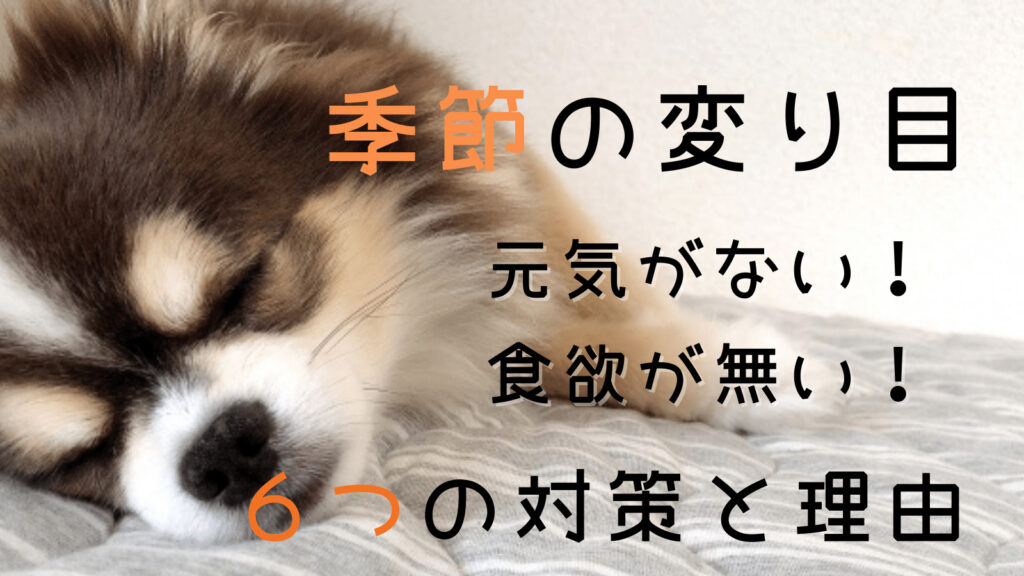 犬が季節の変り目に体調を崩す 元気がない 理由と対策を知ろう みんなの犬の情報館