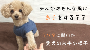 愛犬のお手の様子を97名に聞いてみた!みんなはどんなお手をするのかな?