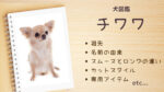 【犬図鑑】チワワに詳しくなれる説明書