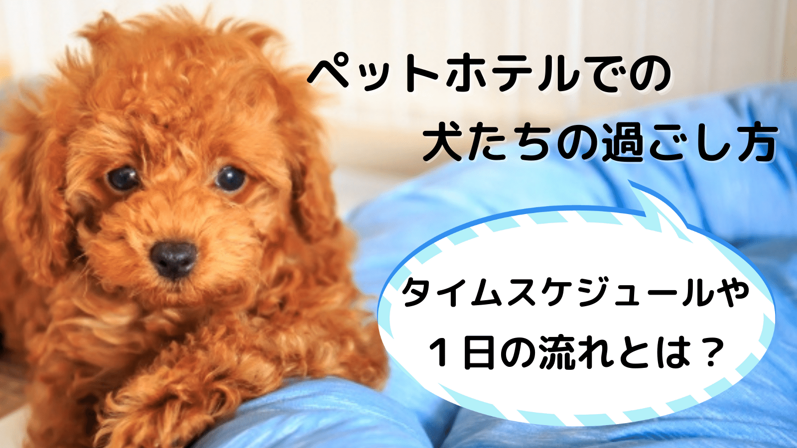 犬はペットホテルでどんな過ごし方をしてる 帰宅後に下痢をするのはなぜ みんなの犬の情報館