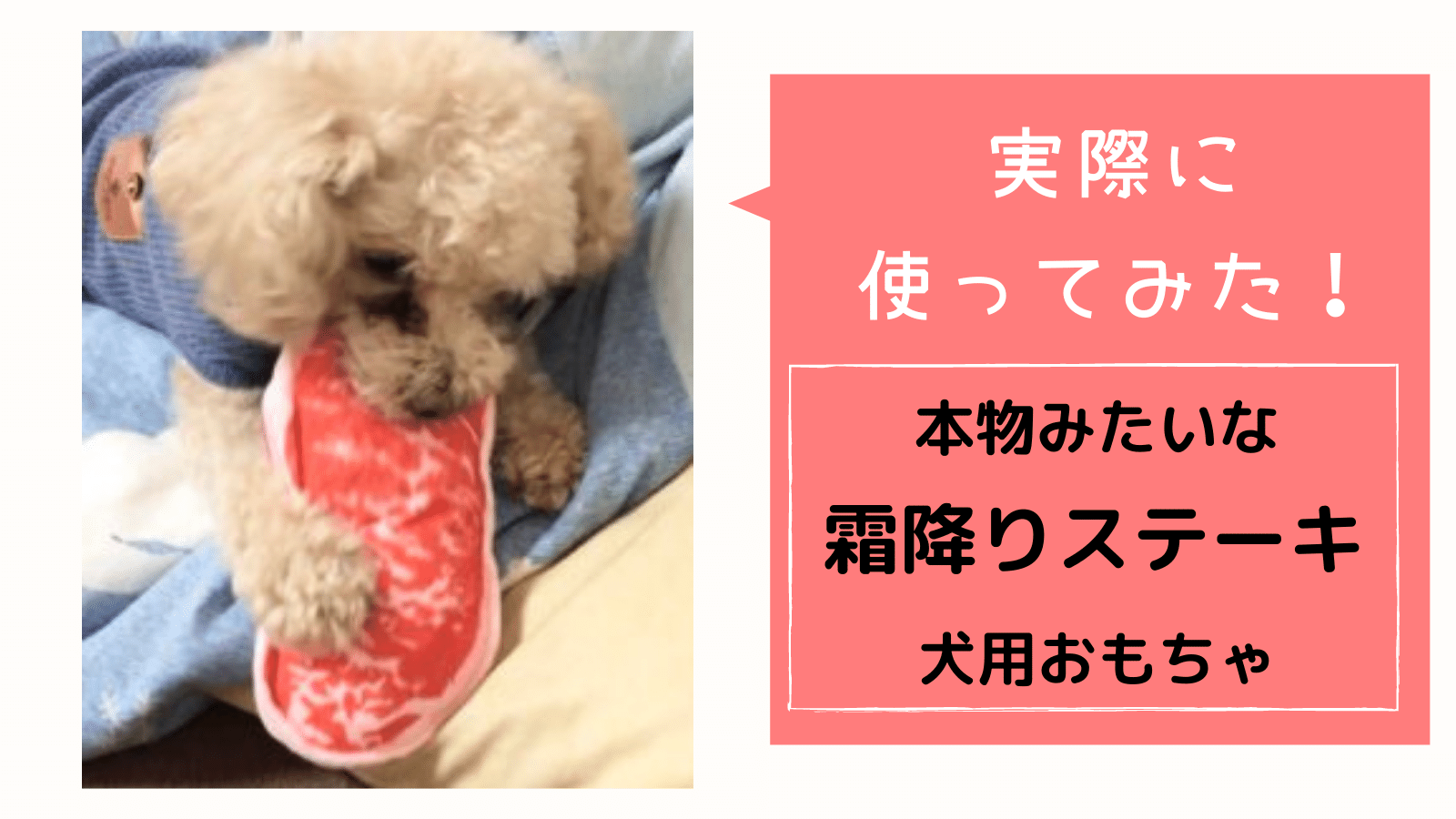 本物みたい 霜降りステーキ肉の 面白い犬用おもちゃで遊んでみた みんなの犬の情報館