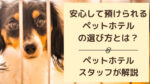 愛犬を安心して預けられるペットホテルの選び方をスタッフが解説
