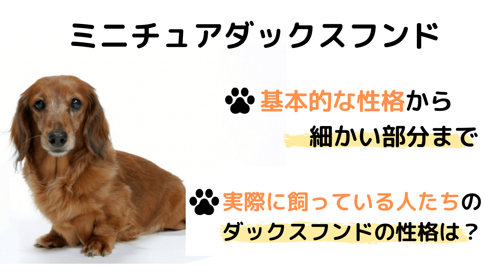 ミニチュアダックスフンドってどんな性格 メリットとデメリットは みんなの犬の情報館