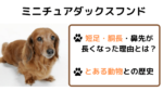 ミニチュアダックスフンドのルーツになった動物と名前の由来について