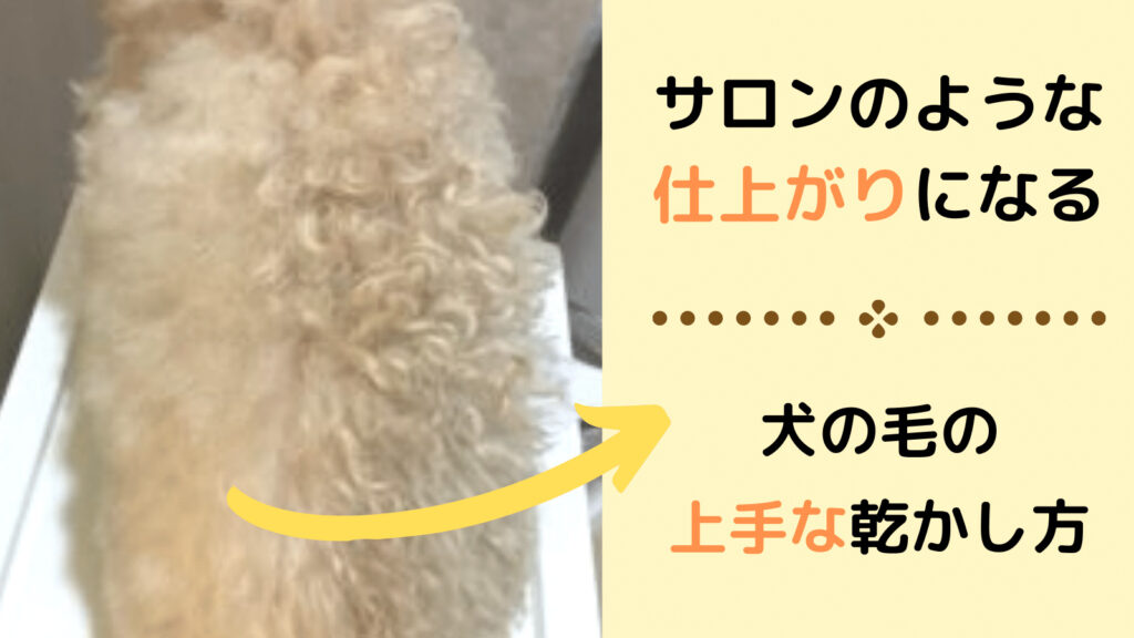 犬の毛の上手な乾かし方とコツをトリマーが解説 みんなの犬の情報館