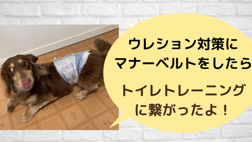 愛犬のウレション対策にマナーベルト ついでにトイレコマンドを覚えてくれた話 みんなの犬の情報館