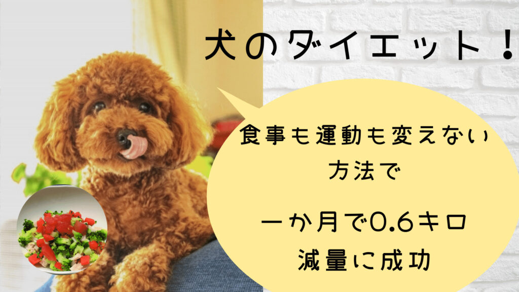 犬のダイエット 運動量も食事回数も変えない 野菜を使った方法と結果 みんなの犬の情報館