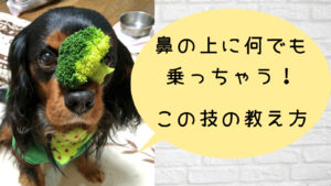 食いつきが凄い エゾ鹿リブボーンジャーキーを愛犬にあげてみた みんなの犬の情報館