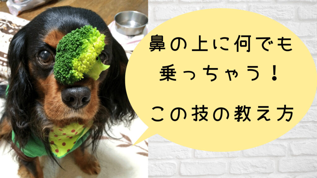 犬の鼻の上におやつを乗せる技の教え方 覚えやすい犬はこんな子 みんなの犬の情報館