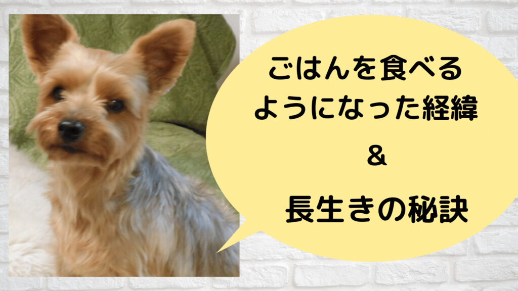 愛犬がご飯を食べるようになった経緯と長生きの秘訣 みんなの犬の情報館
