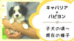 パピヨンとキャバリアのミックス犬!仔犬の頃と現在の様子