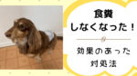 愛犬の食糞をやめさせることに成功!効果があった対策法