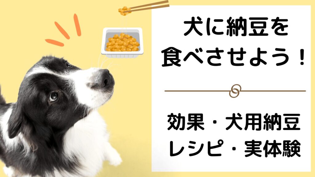 犬に納豆を食べさせようアイキャッチ画像
